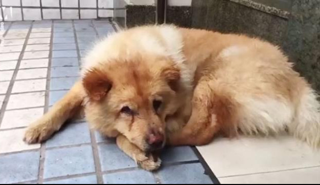 (VIDEO) E TO JE VERNOST! Ovaj pas svakog dana čeka svog vlasnika ispred metroa 12 sati!