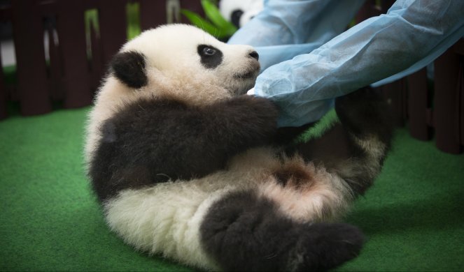 (VIDEO) ONA JE MOJA! Panda zagrlila loptu i ne pušta je!