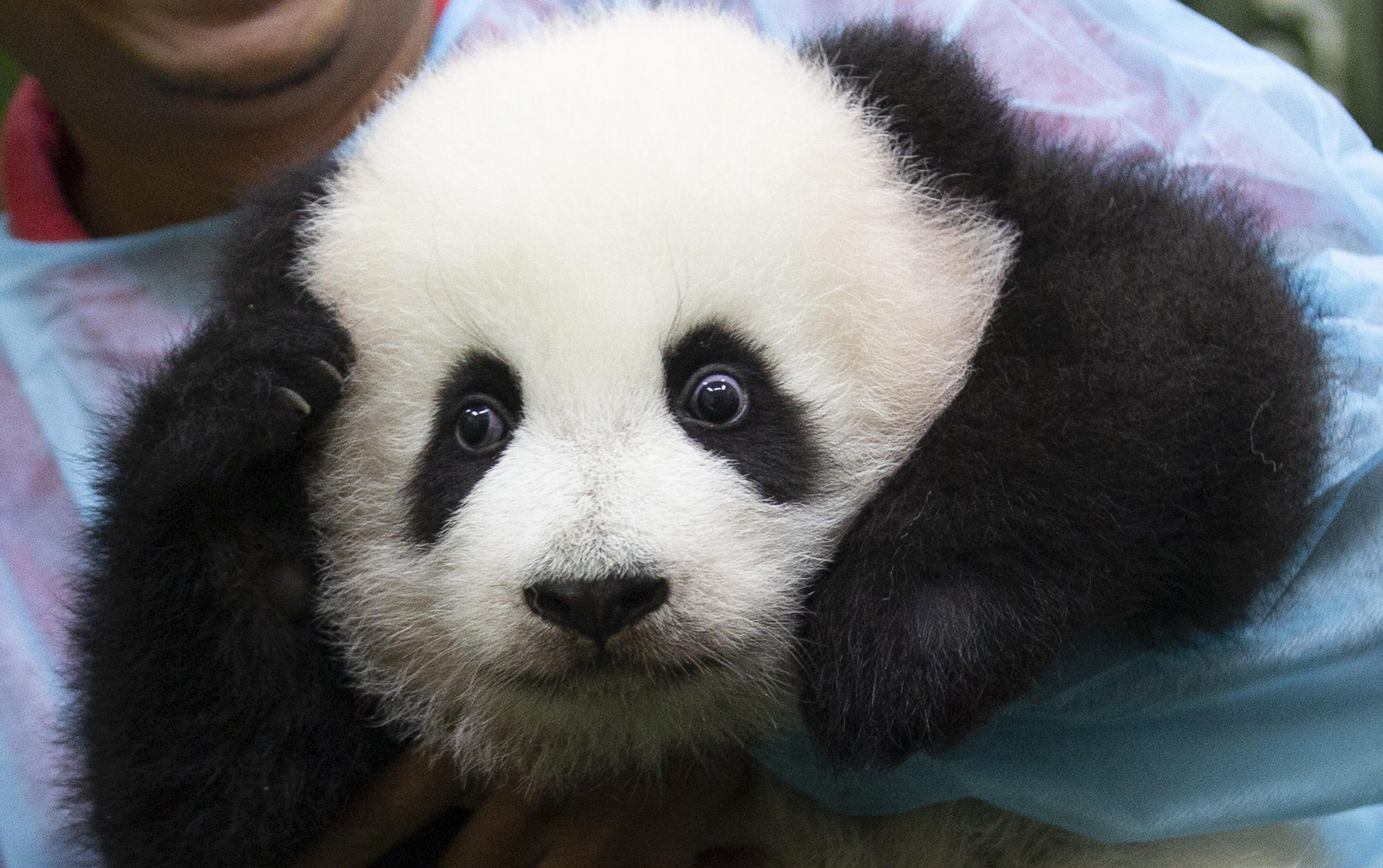 KAKO DA SE NE RAZNEŽITE? Mladunče pande predstavljeno javnosti u Maleziji!