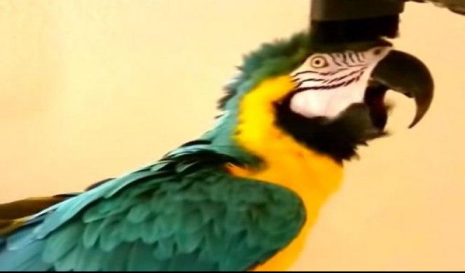 (VIDEO) NAVUK`O SE: Ovaj papagaj ima jednu veoma neobičnu opsesiju!