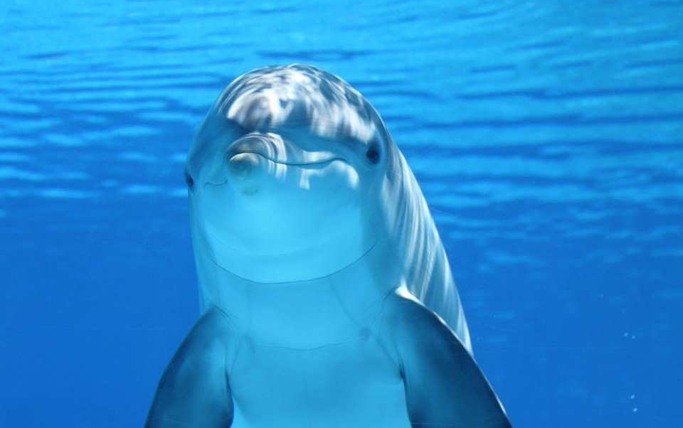 (VIDEO) KAO DA SE IGRA SA LOPTOM! Delfin uživao u "druženju" sa meduzom
