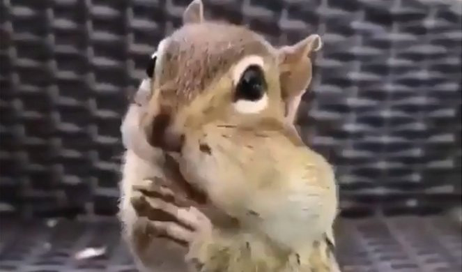 (VIDEO) KAD SI GLADAN, NISI SAV SVOJ! Ova veverica je baš mnogo gladna!