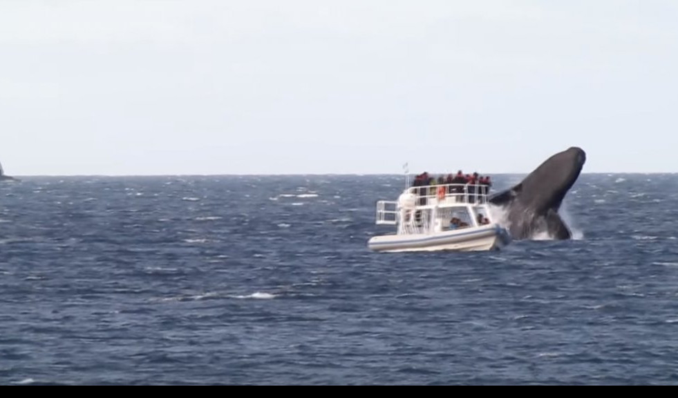(VIDEO) SMRZLI SE OD STRAHA! Džinovski kit ŽESTOKO ISPREPADAO putnike u brodiću!