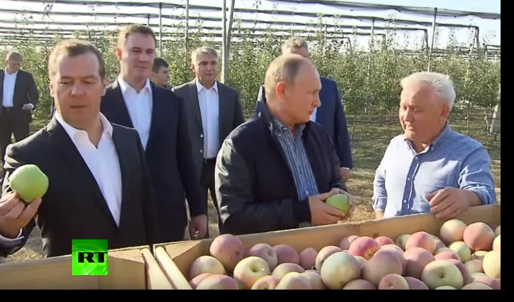 (VIDEO) PUTIN I MEDVEDEV posetili voćnjak sa najkrupnijim jabukama u Rusiji! Ruski predsednik i premijer RUČALI SA POLJOPRIVREDNICIMA!