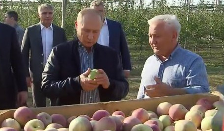 (VIDEO) KAKO SU STABLA TAKO MALA, A JABUKE TAKO OGROMNE? Vladimir Putin u šoku tokom posete voćnjaku u Stavropolju!