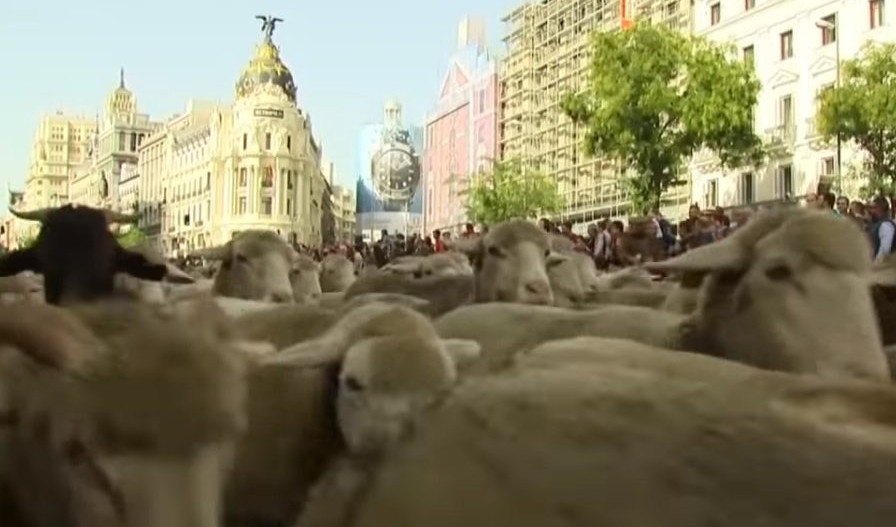 OVCE BLOKIRALE CENTAR MADRIDA: 1.500 ovaca  prošetalo gradskim ulicama!