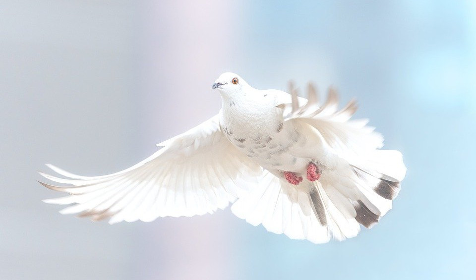 (FOTO) OVO JE KRALJ! Najskuplji golub na svetu