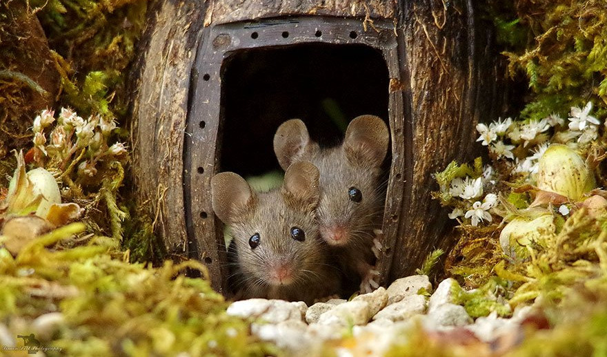 ONI ĆE VAM ULEPŠATI DAN: Fotograf otkrio porodicu miševa u svojoj bašti i sagradio im mini selo!
