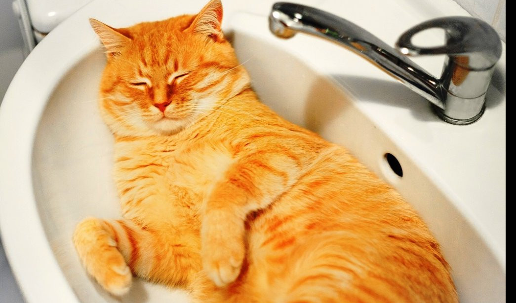 OTKRIVAMO! Zašto mačke fascinira kupatilo?