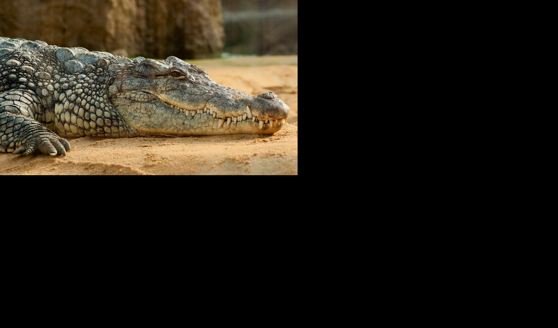 Čovek rasporio aligatora i nije mogao da veruje šta vidi: Ovo je staro 5.000 godina!
