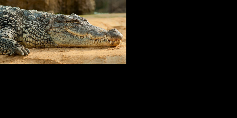 Uhvatili aligatora dugog 3,5 metra: Kada su mu rasporili stomak, NISU MOGLI DA VERUJU ŠTA VIDE /FOTO/