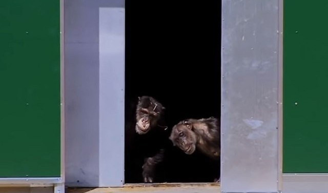 (VIDEO) PORAZ ZA LJUDE: Šimpanze su posle 30 godina otvorile vrata svoje slobode!
