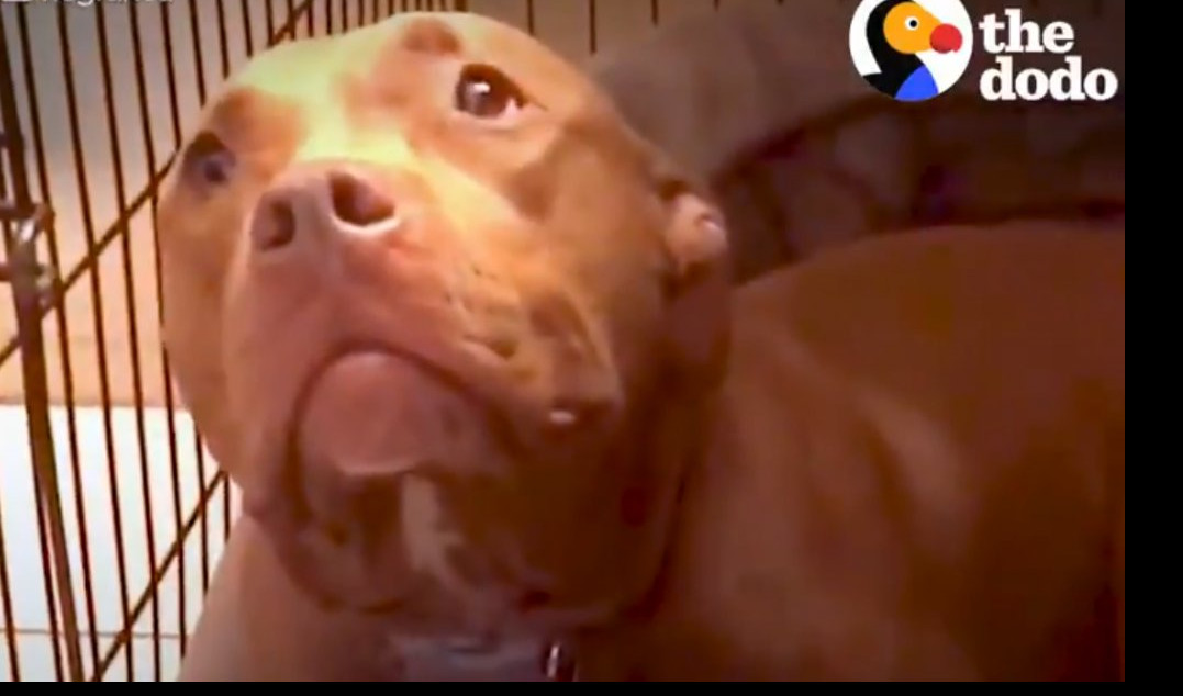 (VIDEO) PRESLATKO! Pas može da zaspi samo kad mu vlasnik peva