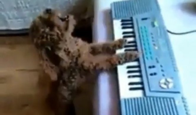 (VIDEO) PRIRODNI TALENAT! Pogledajte psa koji i svira i peva!