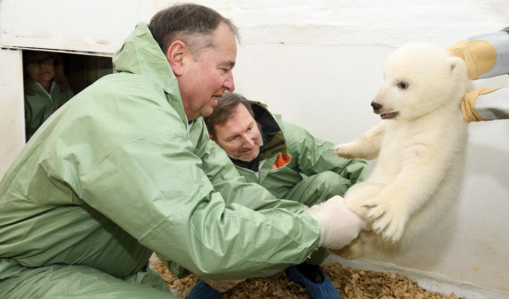 (FOTO) NE, OVO NIJE IGRAČKA! Upoznajte malog polarnog medveda iz Berlina