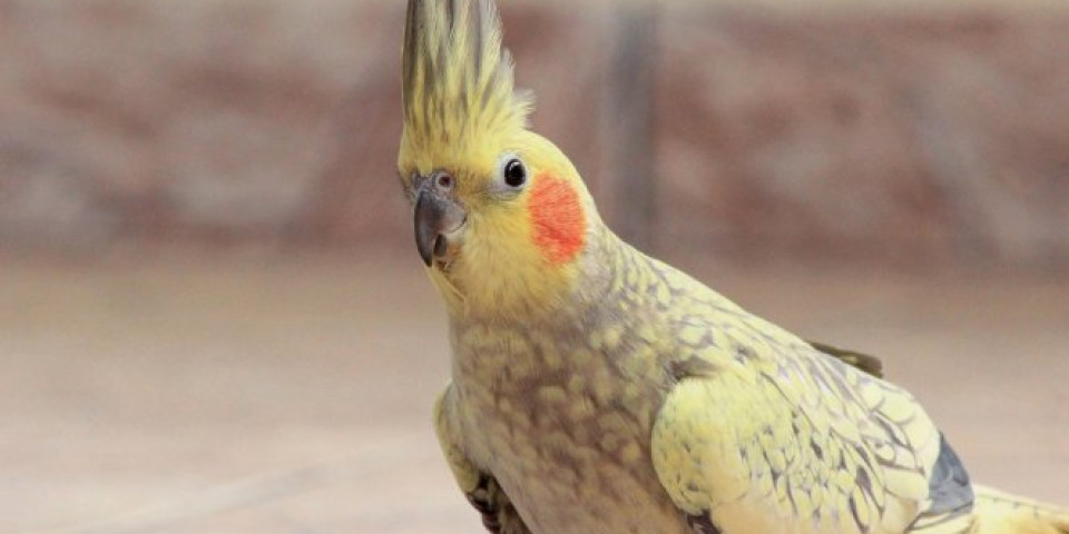 (VIDEO) MOCART DA NE VERUJE: Papagaj naučio dečju pesmicu, možete li da prepoznate o kojoj je reč?