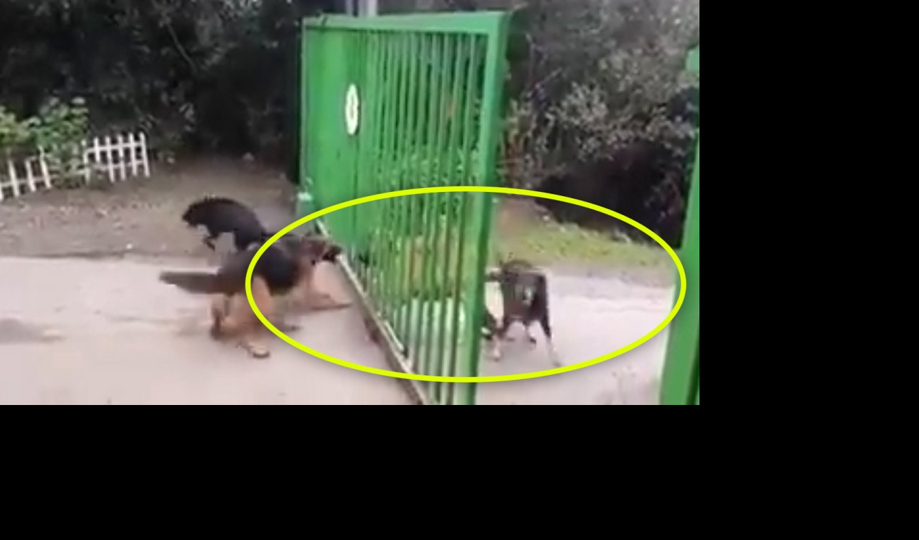 (VIDEO) KONAČNO DOKAZANO: Pas koji laje stvarno ne ujeda!