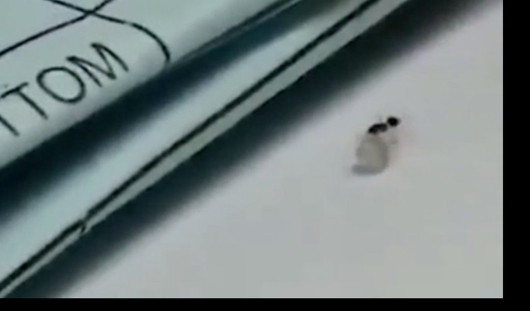 (VIDEO) MALI, ALI TEHNIČAR! Pogledajte mrava u akciji krađe dijamanta!