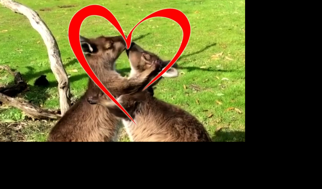 (VIDEO) EVO TI SRCE NA ŠAPI... Kenguri se vole, izistinski!