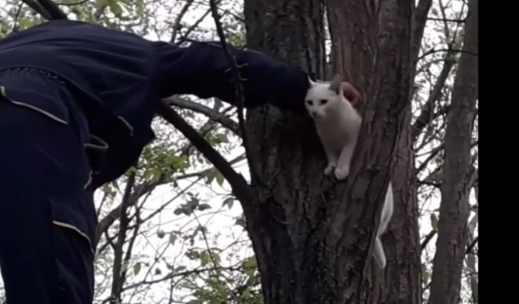 (VIDEO) AKCIJA SPASAVANJA U ŽITIŠTU! Psi ga najurili na drvo, nije umeo sam da siđe!