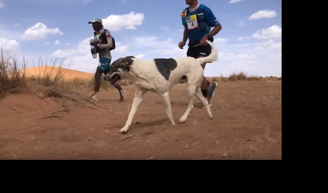 (VIDEO) KAKTUS JE CAR! Pas istrčao 160 kilometara preko Sahare