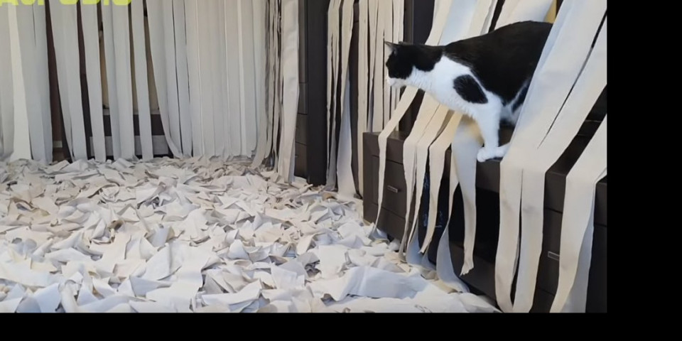 (VIDEO) SMEHOTRES! Evo šta se dešava kada pustite mačku u sobu punu toalet papira