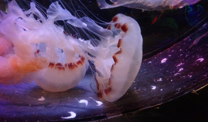 (FOTO) VELIKA KAO ČOVEK! Džinovska meduza ŠOKIRALA SVET!