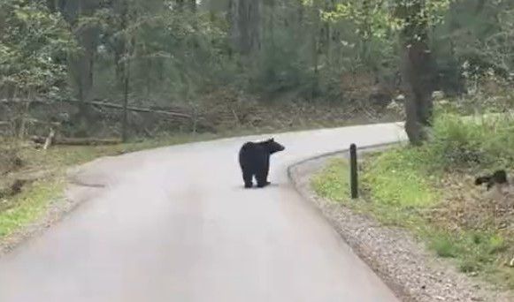 (VIDEO) PREDIVNA ŠUMSKA ČAROLIJA! Medvedica uči svoje medvediće da bezbedno pređu put!