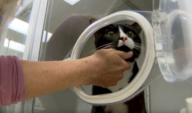 (VIDEO) SREĆA U NESREĆI! Mačka preživela pranje u veš mašini