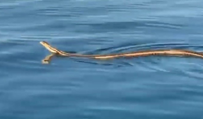 (VIDEO) ŠOKANTNO: Najduža evropska zmija snimljena kako se penje NA BROD U OKOLINI ŠIBENIKA!