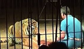 JEZIVA NOĆ U CIRKUSU ORFEJ! Četiri tigra RASTRGLA TRENERA tokom probe za predstavu!