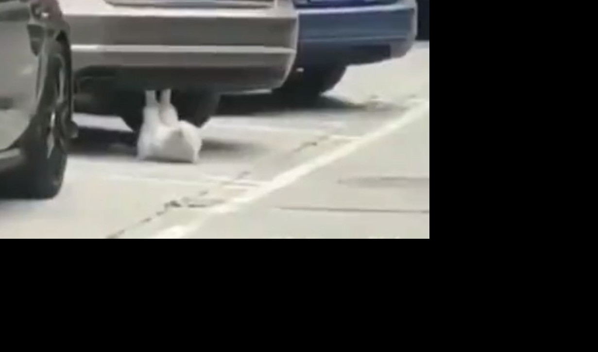 (VIDEO) DA LI STE I VI SPREMNI ZA LETO? Ova mačka zna šta se traži!