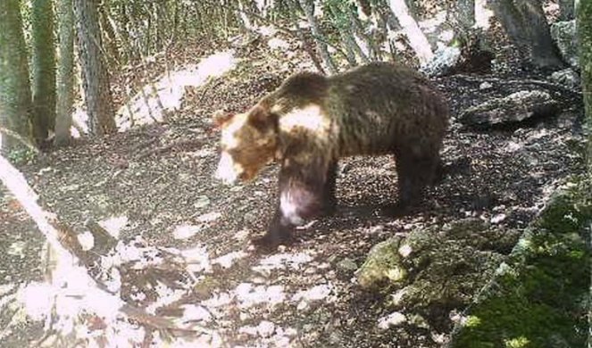 VELIKA ZVER NA PRAGU DOMA! Nedaleko od sela Jelakce pojavio se medved!
