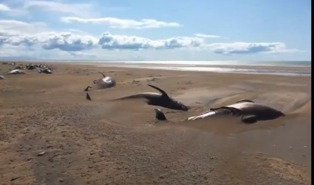 (VIDEO) TUŽAN PRIZOR! Na desetine mrtvih kitova na Islandu