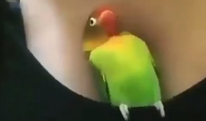 (VIDEO) ON JE NAŠAO SVOJU KUĆICU! Ovaj papagaj zna šta valja!