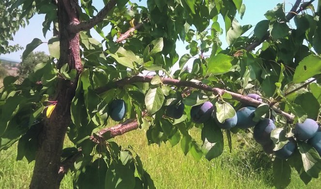 (FOTO) NA KAJSIJI RODILE I ŠLJIVE! Neobična voćka porodice Šećević u Banji kod Aranđelovca!