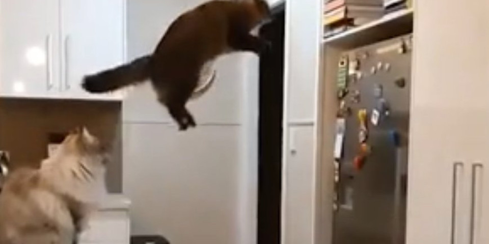 (VIDEO) ONA JE VEŠTIJA I OD BRUS LIJA! Da li ova mačka zna da leti?