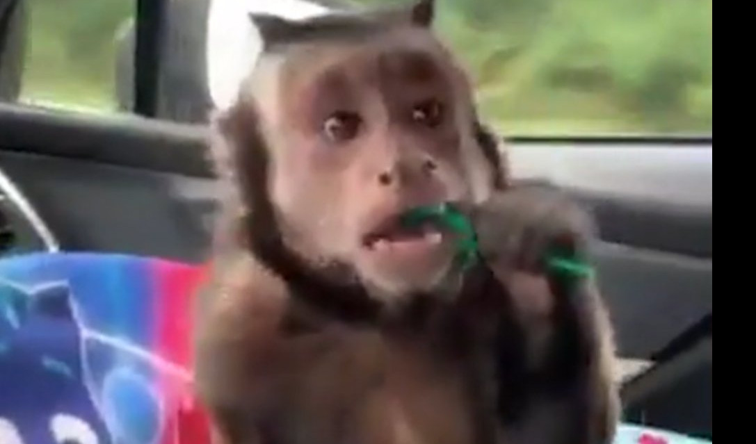 (VIDEO) NE ZNATE KAKO SE KORISTI KONAC ZA ZUBE? Ovo majmunče naučiće vas nešto o higijeni!