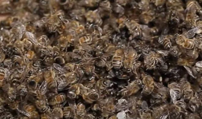 (VIDEO) BRAZILU PRETI GLAD ZBOG POMORA PČELA! Opasni pesticidi ubili pola milijarde insekata