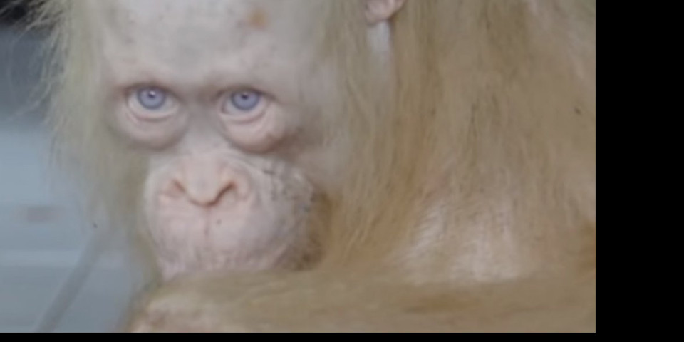 (VIDEO) JEDINI ALBINO ORANGUTAN NA PLANETI je pušten na slobodu!