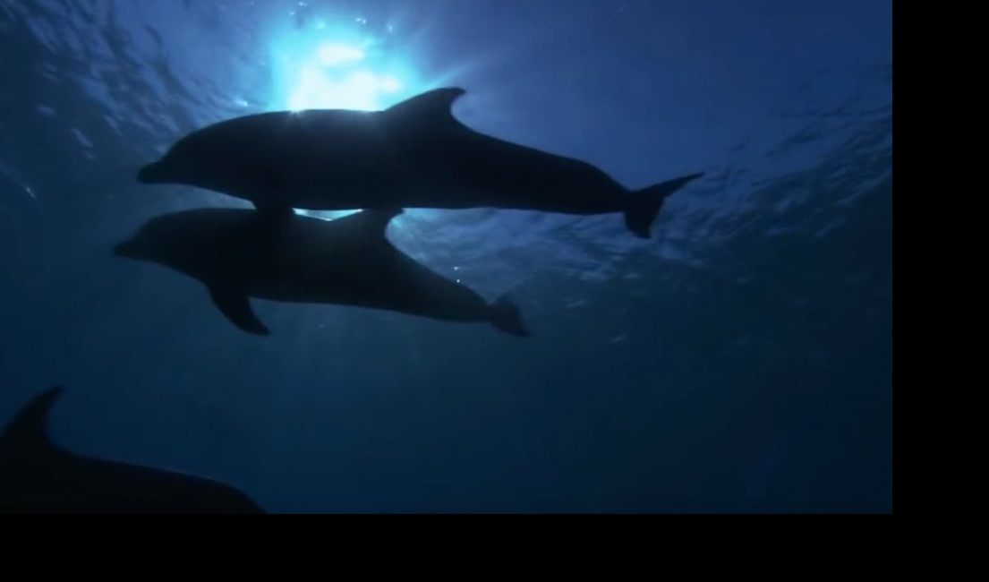 JAPANCI UBIJAJU DELFINE! Okrutni lov na najinteligentnija morska stvorenja sablažnjava svet