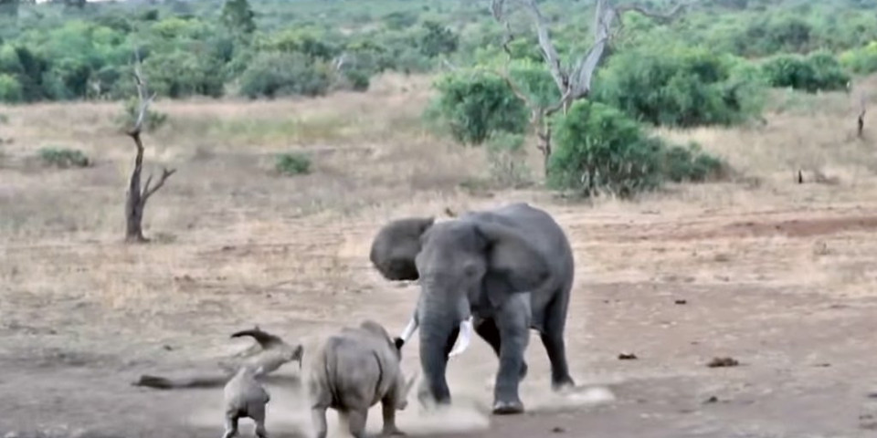 PREVAZILAZI SVE PREPREKE! Slona ne može da zaustavi ni ograda (Video)