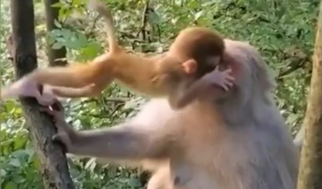 (VIDEO) MAJČINSKA LJUBAV SE RAZUME NA SVIM JEZICIMA! Ovako majmunica i majmunče razmenjuju nežnosti!