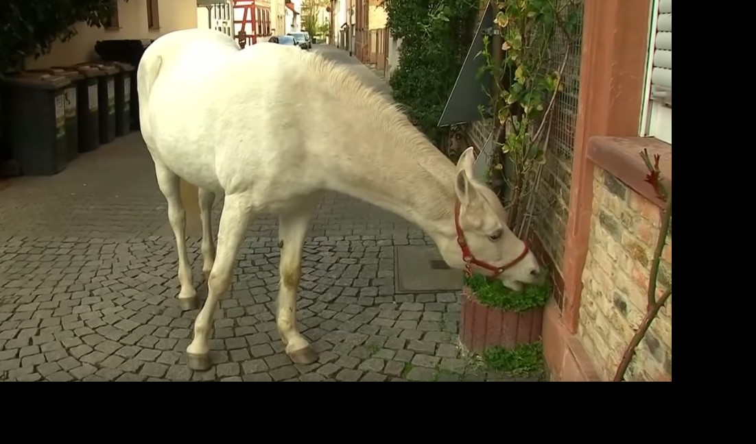 OPASNA IGRAČKA! Konj se igrao sa federom, pa se povredio (Video)