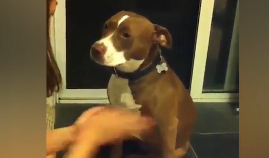 (VIDEO) GLUMI ZA OSKARA! Ovaj pas je najveća kraljica drame!