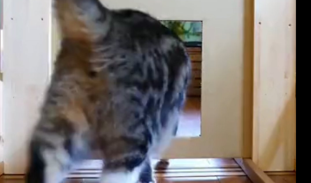 (VIDEO) ONA IMA I LINIJU I PAMET! Ovo je super-mačka!