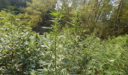 UHAPŠENI U POLJU TRAVE! Policija otkrila plantažu marihuane u ataru sela Babina Poljana, privedene tri osobe, četvrta u bekstvu!