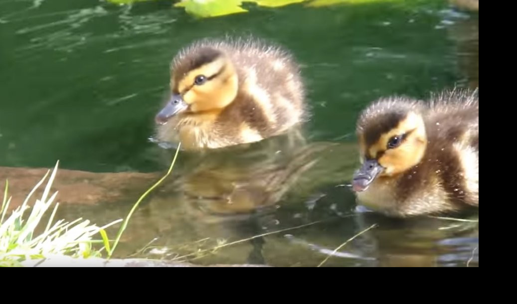 (VIDEO) PAČIJA JAJA SU ZDRAVIJA OD KOKOŠIJIH! Uzgoj ove ŽIVINE JE LAK, a koristi su višestruke!