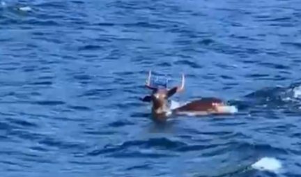 OVO DO SAD NIJE VIĐENO! Jelen pliva u moru! Očevici šokirani! (FOTO)