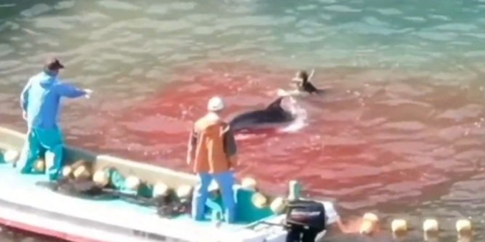 (VIDEO) DUBOKO UZNEMIRUJUĆI PRIZORI: Ribari naterali jato delfina u uvalu, a onda ih jednog po jednog ubijali! MORE JE POSTALO CRVENO OD...